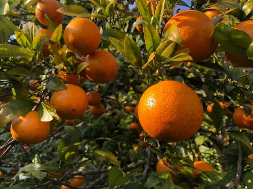 タンカン A級品 5kg