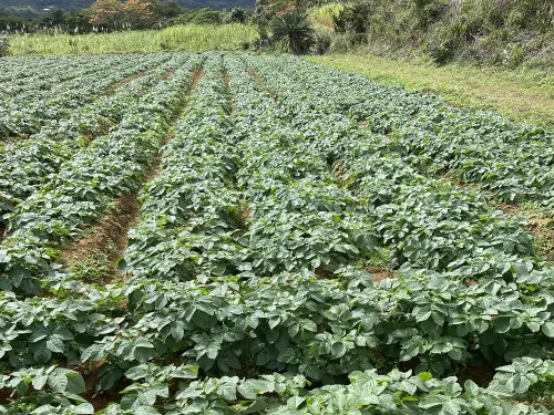 自然栽培の徳之島産ジャガイモ 5キロ