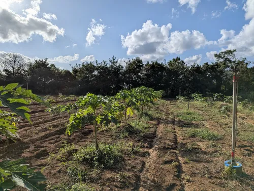 パパイヤ A級品 3kg