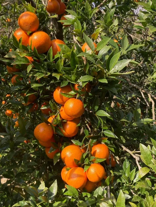 タンカン A級品 5kg