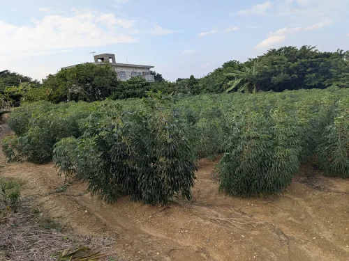 キャッサバ 10kg