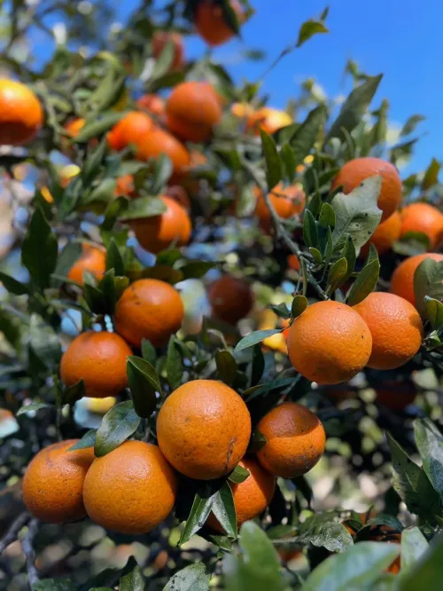 タンカン A級品 10kg