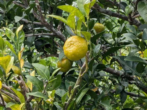 シークワーサー 1kg