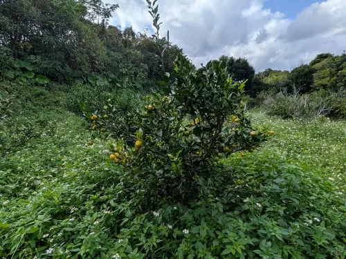 シークワーサー 1kg