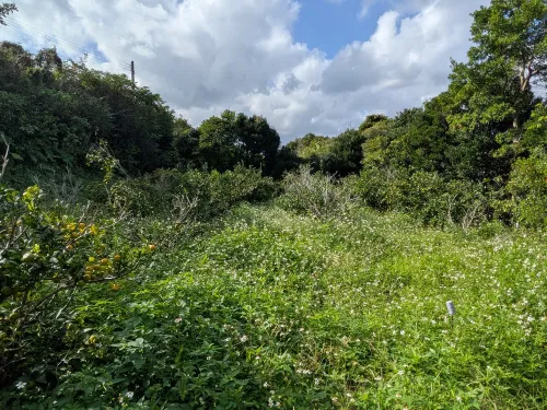 シークワーサー 1kg