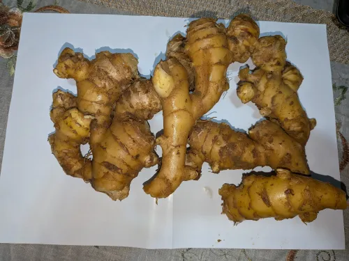 新生姜 A級品 1kg