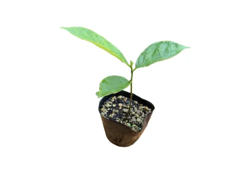 ジャックフルーツ（パラミツ）の実生苗