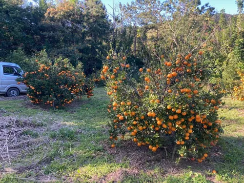 タンカン A級品 10kg