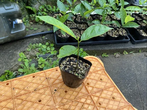 ジャックフルーツ（パラミツ）の実生苗