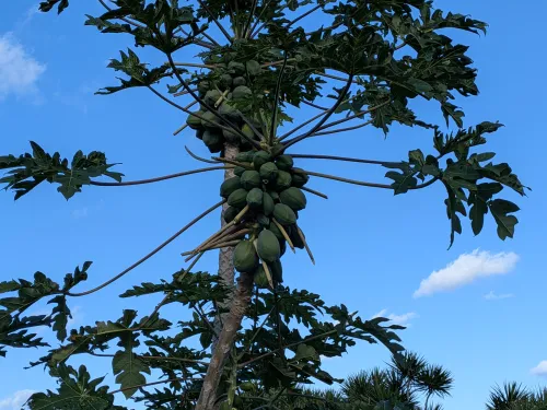 徳之島のパパイヤ 2kg