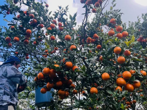 タンカン　B級品　10kg