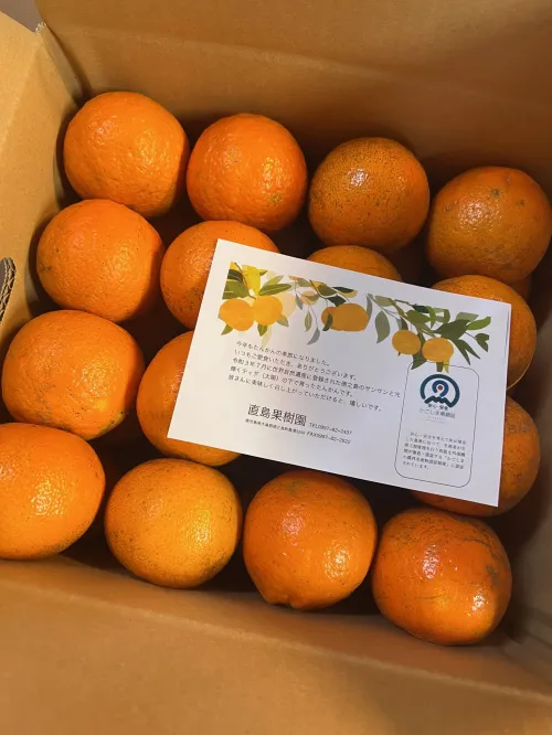 タンカン　B級品　10kg