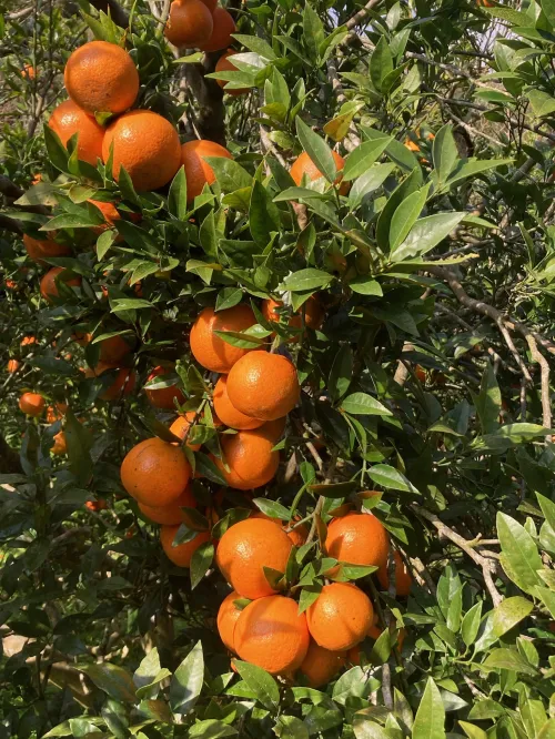 タンカン　B級品　10kg