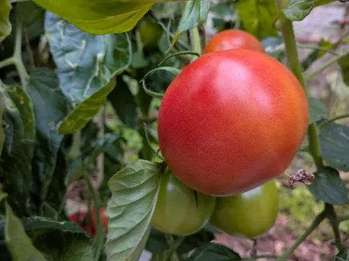 ボカシ肥有機農法トマト 2kg