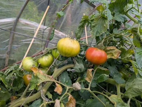 ボカシ肥有機農法トマト 2kg