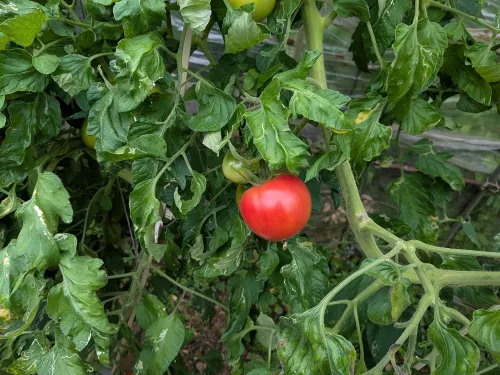 ボカシ肥有機農法トマト 2kg