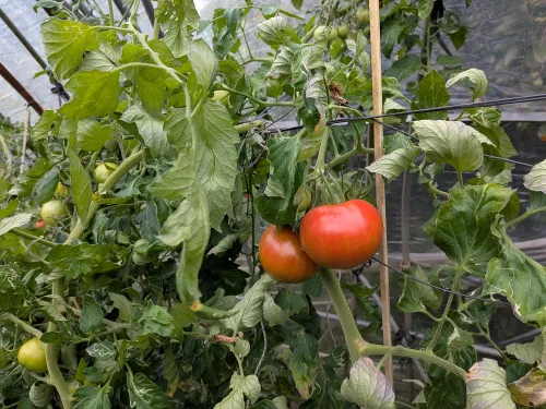 ボカシ肥有機農法トマト 2kg