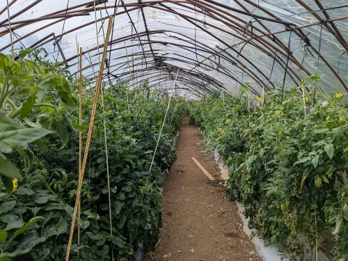 ボカシ肥有機農法トマト 2kg