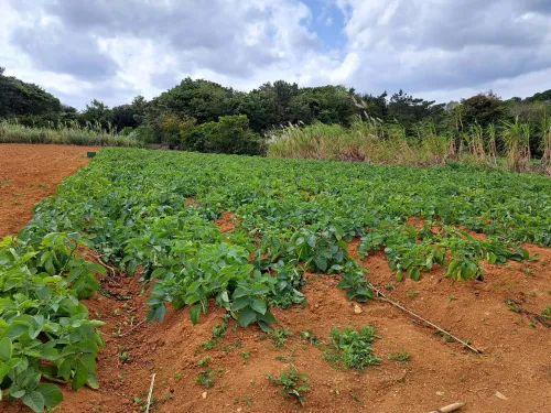 徳之島のジャガイモ 10kg 赤土で育った3月収穫の新ジャガです！