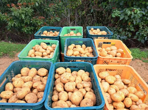 徳之島のジャガイモ 5kg 赤土で育った3月収穫の新ジャガです！