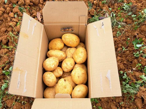 徳之島のジャガイモ 3kg 赤土で育った3月収穫の新ジャガです！