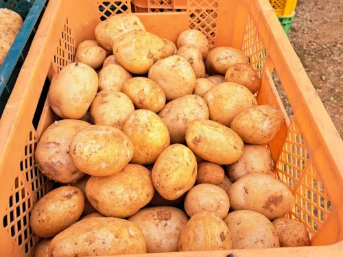 徳之島のジャガイモ 3kg 赤土で育った3月収穫の新ジャガです！