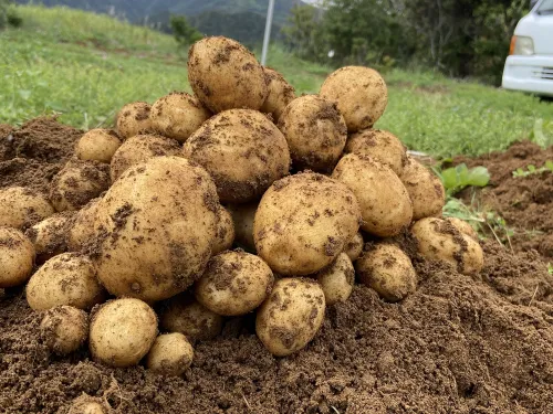 自然栽培の徳之島産ジャガイモ 5キロ