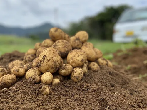 自然栽培の徳之島産ジャガイモ 5キロ