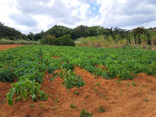 サクセスファーム