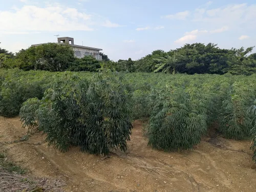 ティダ・ワールド